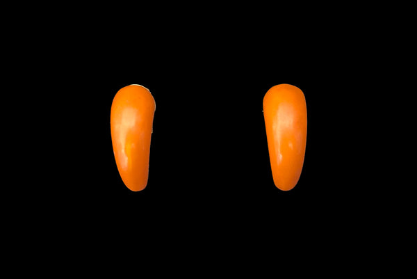 Horizontal front view of 1930s vintage butterscotch French Bakelite half hoop clip-on earrings.